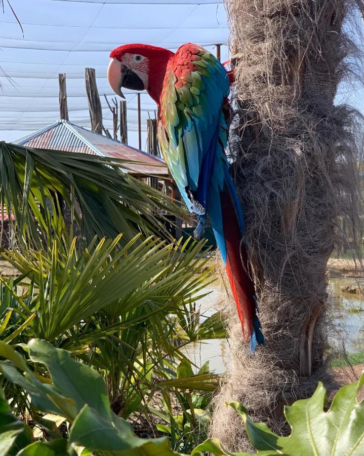 Parrot World - Les Lodges Crecy-la-Chapelle Exterior foto